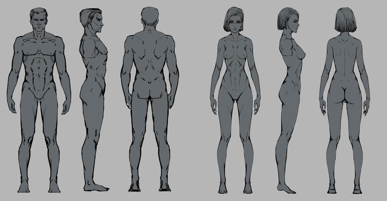 人体骨胳比例:男女体型比例和具体区别及表达方法