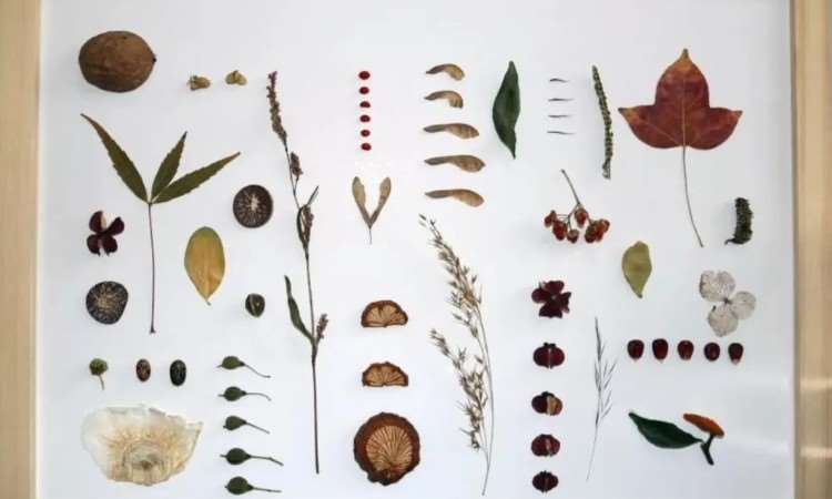 植物科普及植物绘本的制作