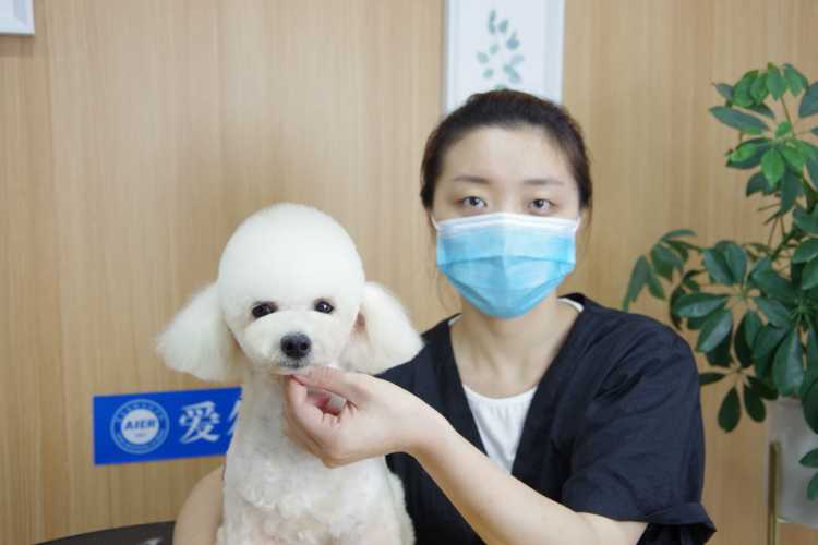 青岛培训宠物美容师