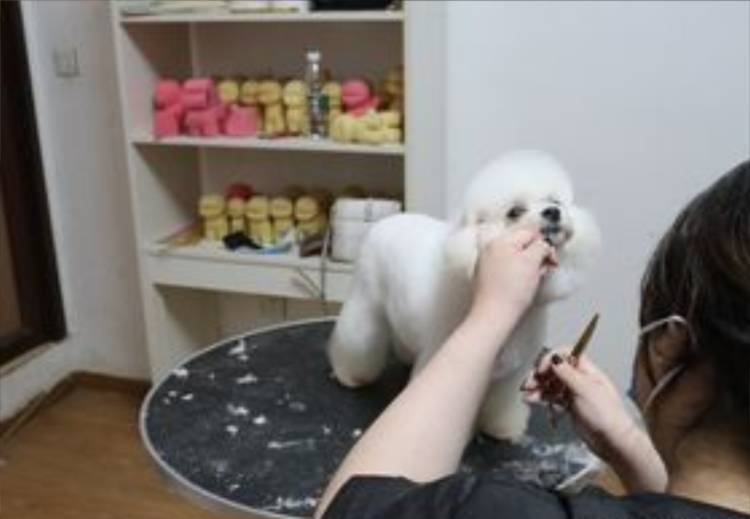 武汉宠物美容师专业培训